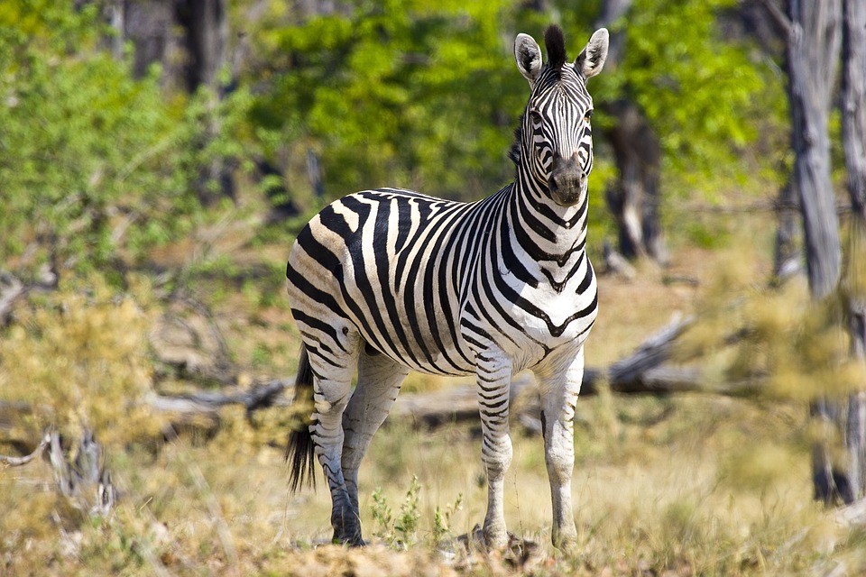 zebra